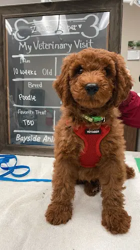 Pet vet Bayside Animal Hospital Roseville