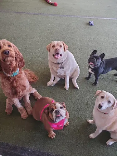Dog day care center California Pampered Pooches Vallejo