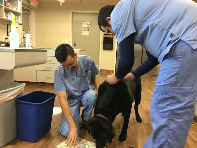 Pet vet VCA Country Oaks Animal Hospital Sacramento