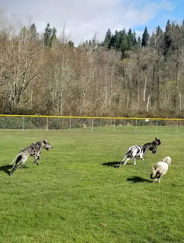 Dog Park Ron Regis Park Renton