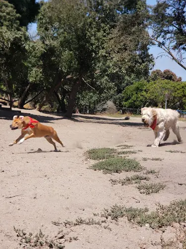 Dog walker Head & Brotherhood Dog Play Area Daly City