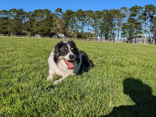 Dog walker Gellert Park Daly City