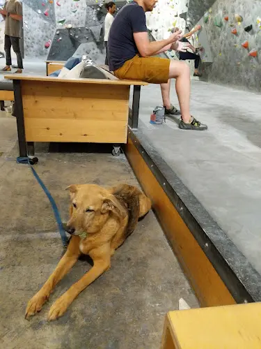 Dog trainer VITAL Climbing Gym - Carlsbad Carlsbad