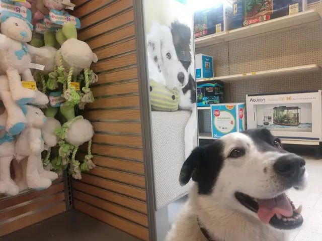 Dog day care center PetSmart Mission Viejo