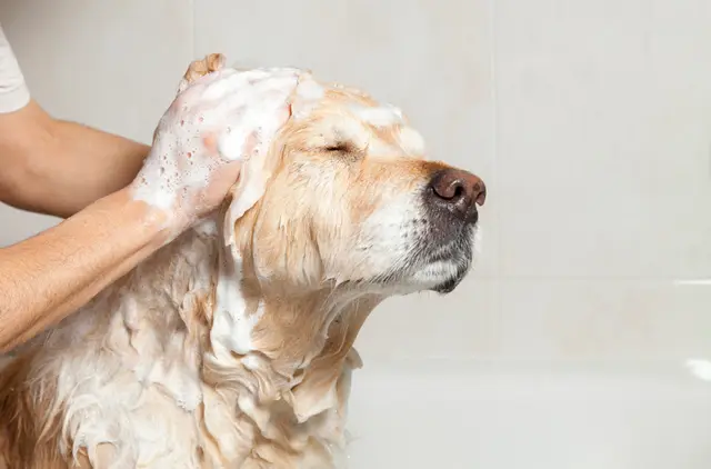 Dog Grooming Groomingdales Visalia