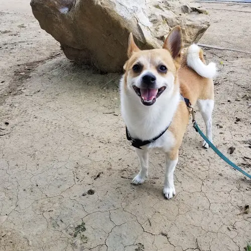 Dog walker Whittier Dog Park Norwalk