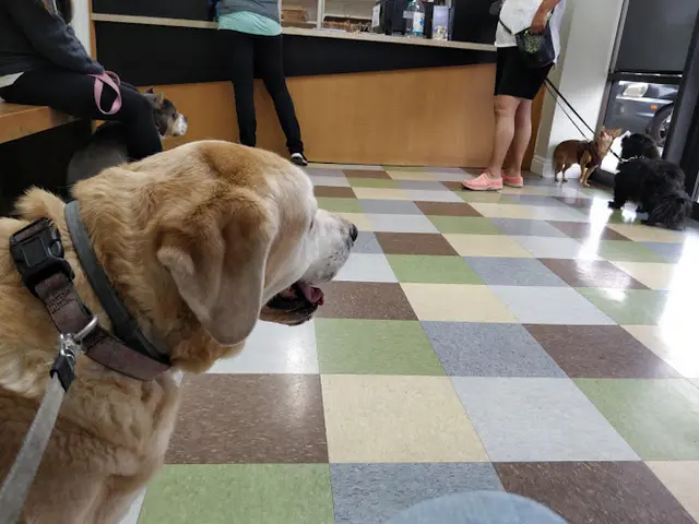 Pet vet Alton Main Animal Hospital Orange