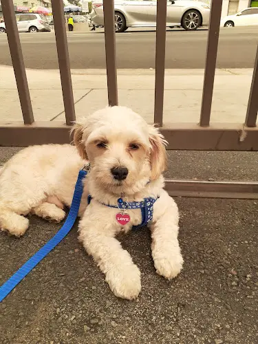 Pet vet North Figueroa Animal Hospital Glendale