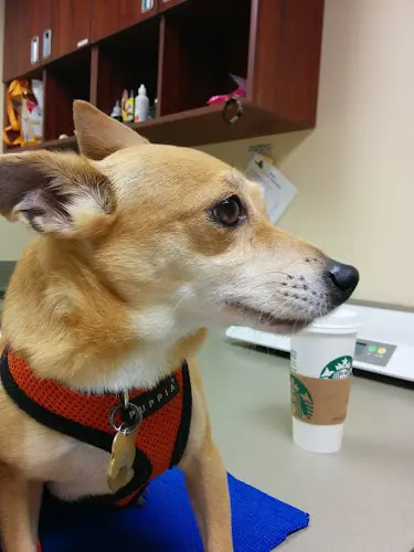 Pet vet VCA Holly Street Animal Hospital Richmond