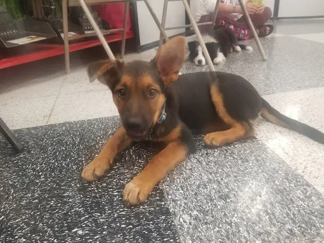 Dog breeder Petco Vallejo