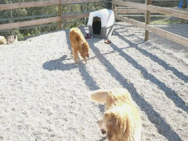Dog breeder Tina's Dog Town Downey