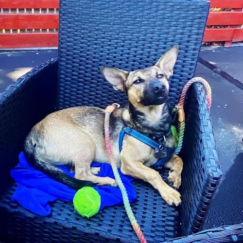 Dog breeder Rocket Dog Rescue Daly City