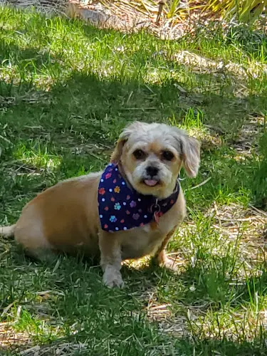 Dog Grooming Kitsap Mobile Grooming Kent