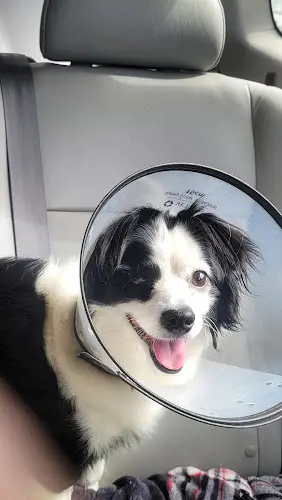 Pet vet Veterinary Vision Animal Eye Specialists San Francisco