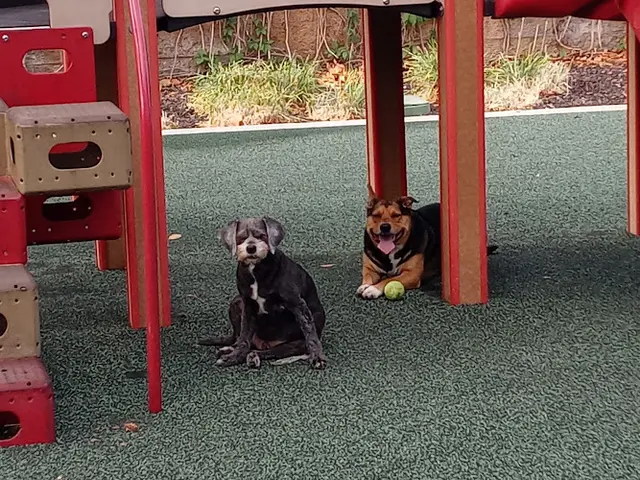 Dog Park Raymond Arbor Park Carson