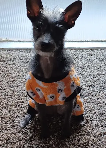 Dog breeder Long Beach Animal Care Services Long Beach