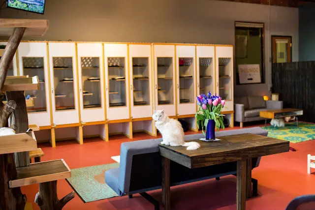 Dog walker Pounce Play and Stay - Cat Hotel Portland