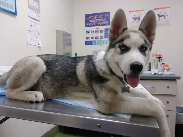 Dog day care center Moreno Valley Animal Clinic Moreno Valley