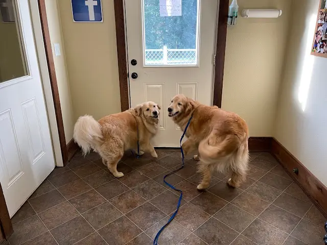 Dog day care center All Breed Dog Boarding Salem