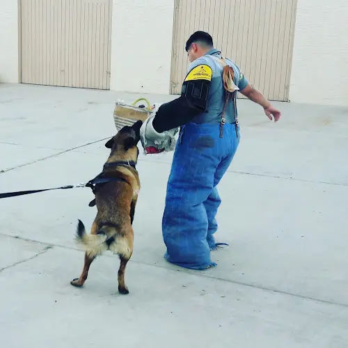 Dog trainer Ultimate K-9 Training LLC Indio