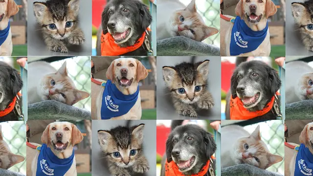 Rescue & Shelter PAWS of Bainbridge Island and North Kitsap Kirkland