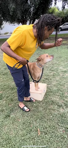 Dog trainer K9-INDIGO HOLISTIC DOG TRAINING (Orange County) Orange