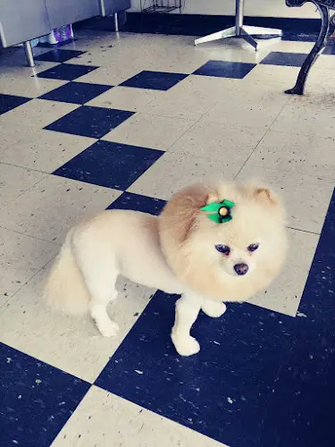 Pet boarding service C.C.'s Pet Salon Visalia