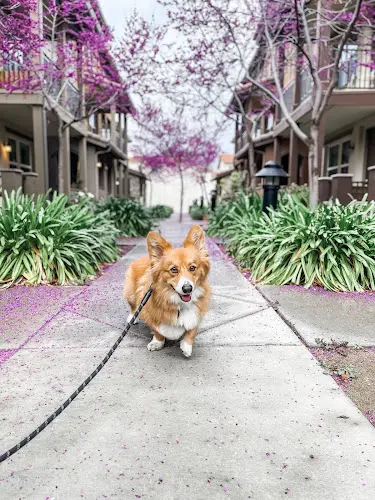 Pet vet Crystal Springs Pet Hospital San Mateo