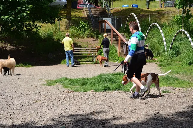 Dog Park Blue Dog Pond Renton