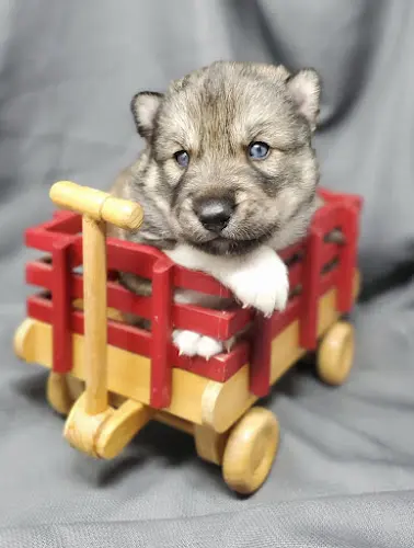 Dog breeder Skyler's Siberians Bellingham