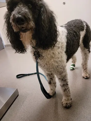 Pet vet VCA Windsor Animal Hospital Santa Rosa
