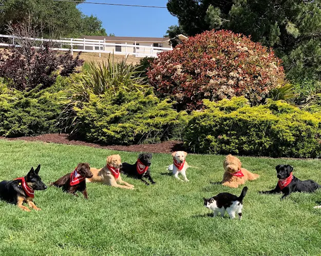 Dog day care center Doggie Do Good Santa Maria