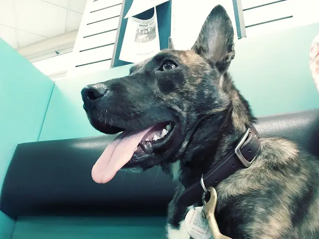 Pet vet VCA Hillcrest Animal Hospital Chula Vista
