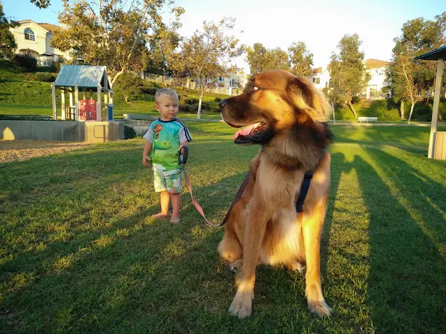 Dog walker Knob Hill Park / Dog Walk San Marcos