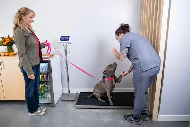 Pet vet Noe Animal Hospital San Francisco