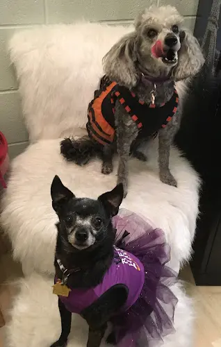 Pet boarding service Creature Comfort Holistic Oakland