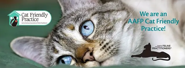 Pet vet CatCare Eugene