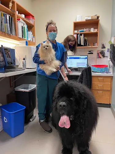 Pet vet North Seattle Veterinary Clinic Kirkland