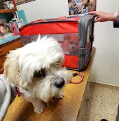 Pet vet Las Tunas Animal Hospital Pasadena