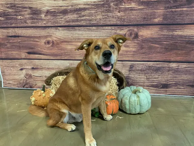 Pet vet VCA Care Animal Hospital Redding