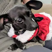 Rescue & Shelter Forgotten Paws Animal Rescue Oceanside