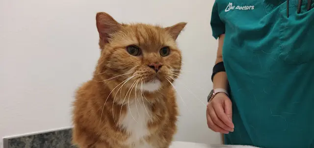 Pet vet Cat Doctors Santa Barbara
