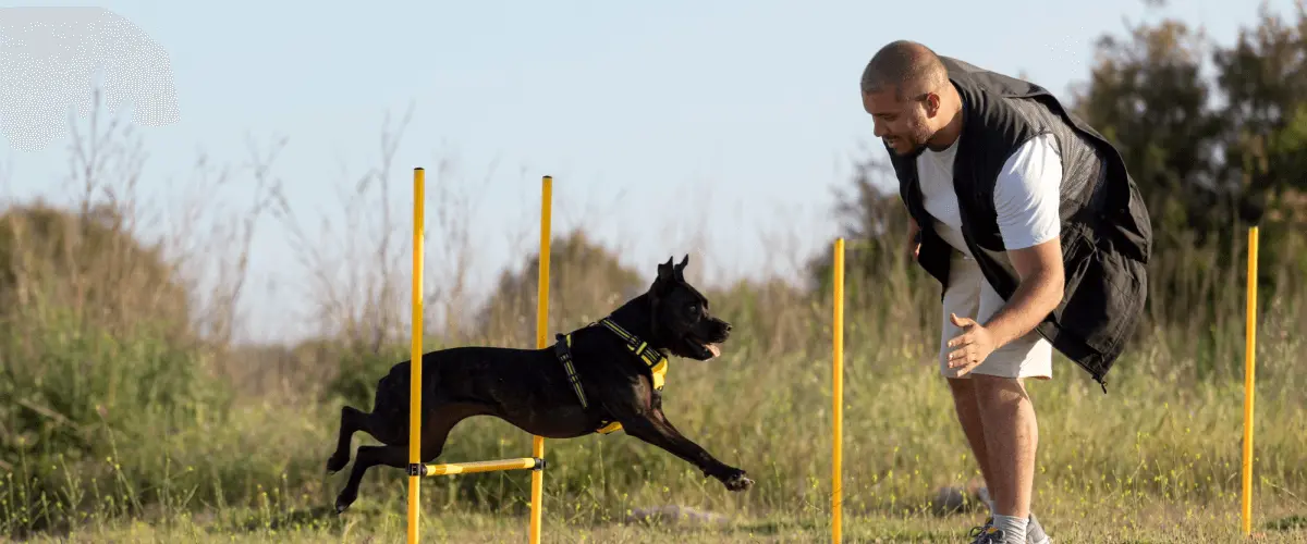 Dog training near Clovis