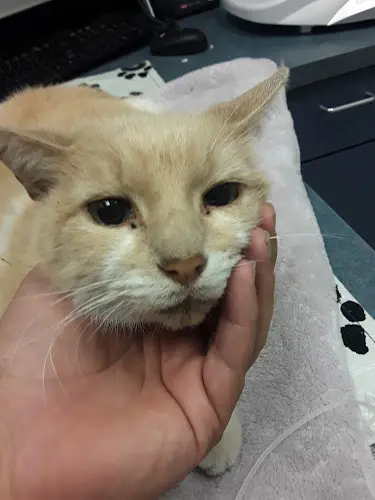 Pet vet City of Angels Veterinary Specialty Center Santa Monica