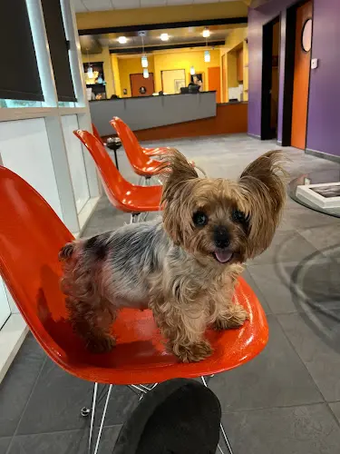 Pet vet Greek and Associates Veterinary Hospital Orange