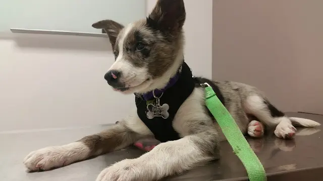 Pet vet Mohawk Alley Animal Hospital Glendale