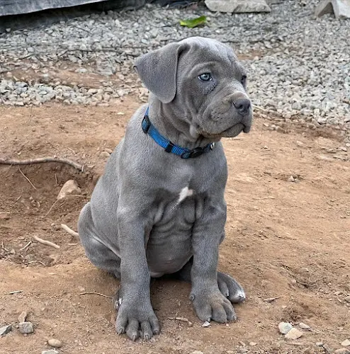 Dog breeder Mt Baker K9 Bellingham