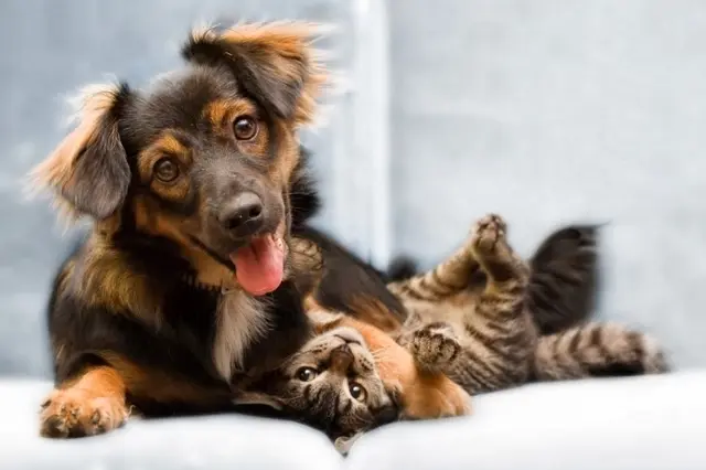 Pet vet Westchester Veterinary Center and Cat Clinic Santa Monica