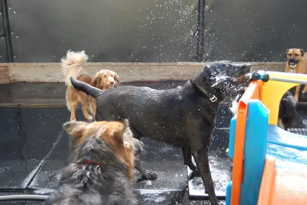 Dog breeder Bowwow Fun Towne Federal Way