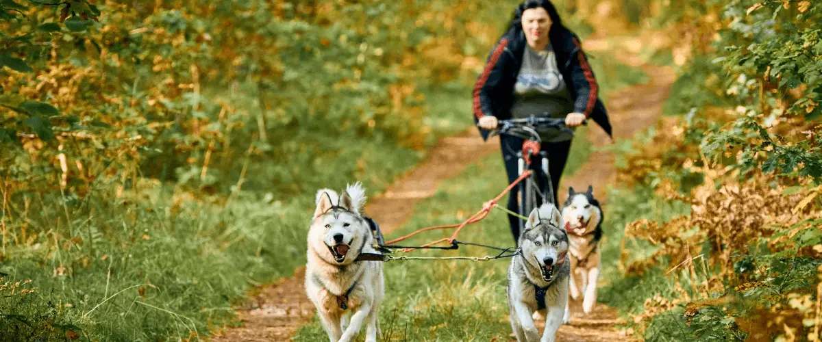 Dog walkers near Burbank